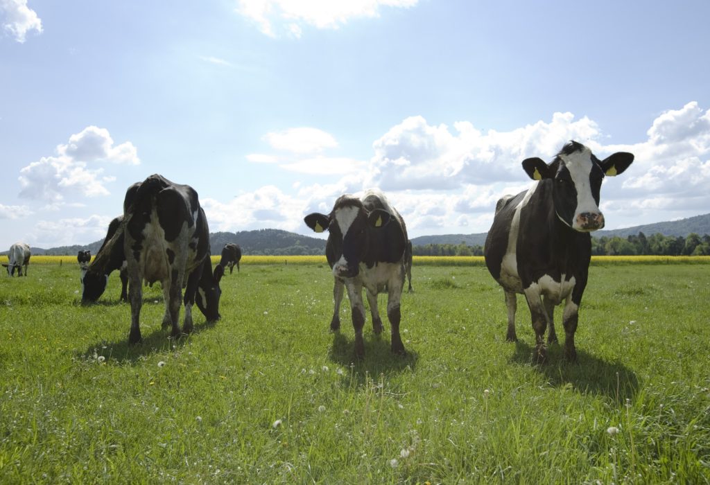 Cows on farm field.