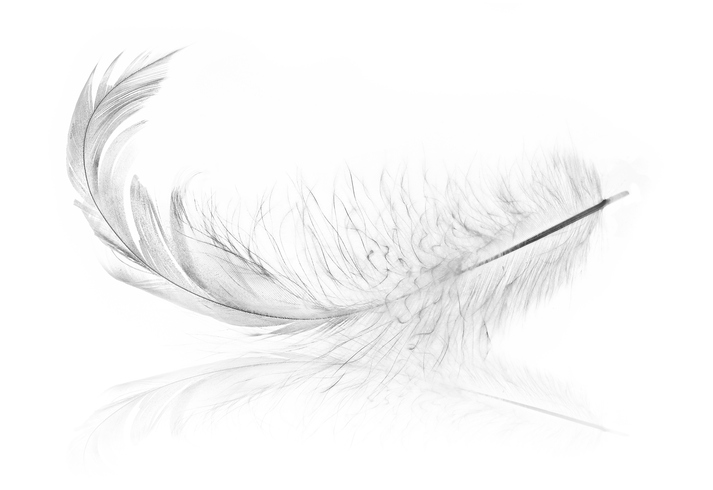 single chick feather with reflection