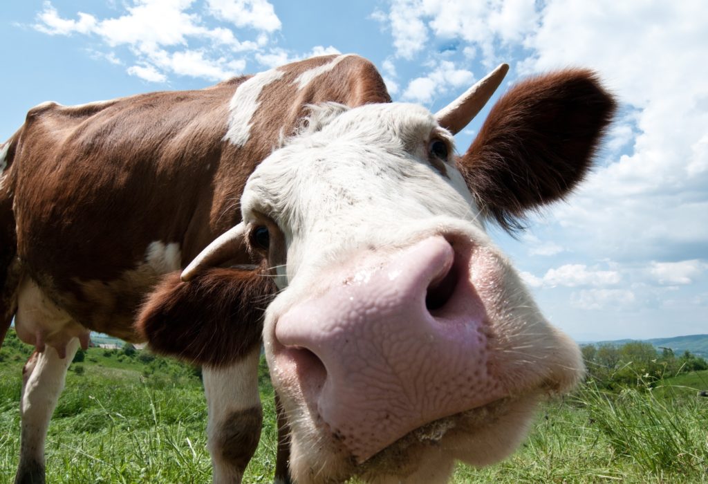 Cow looking straight into the camera