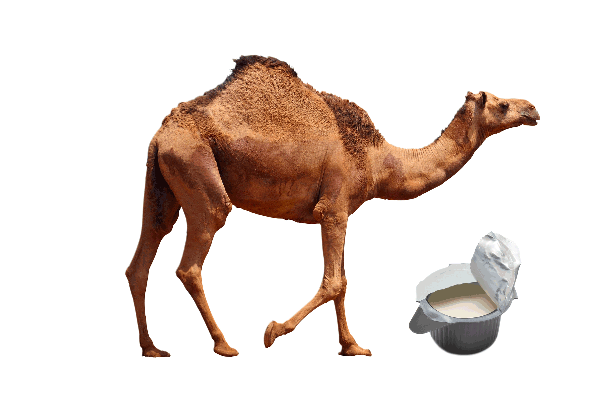 Could Camel Creamer Be The Next Big Thing To Customize Your Cup Of Joe Food Safety Science