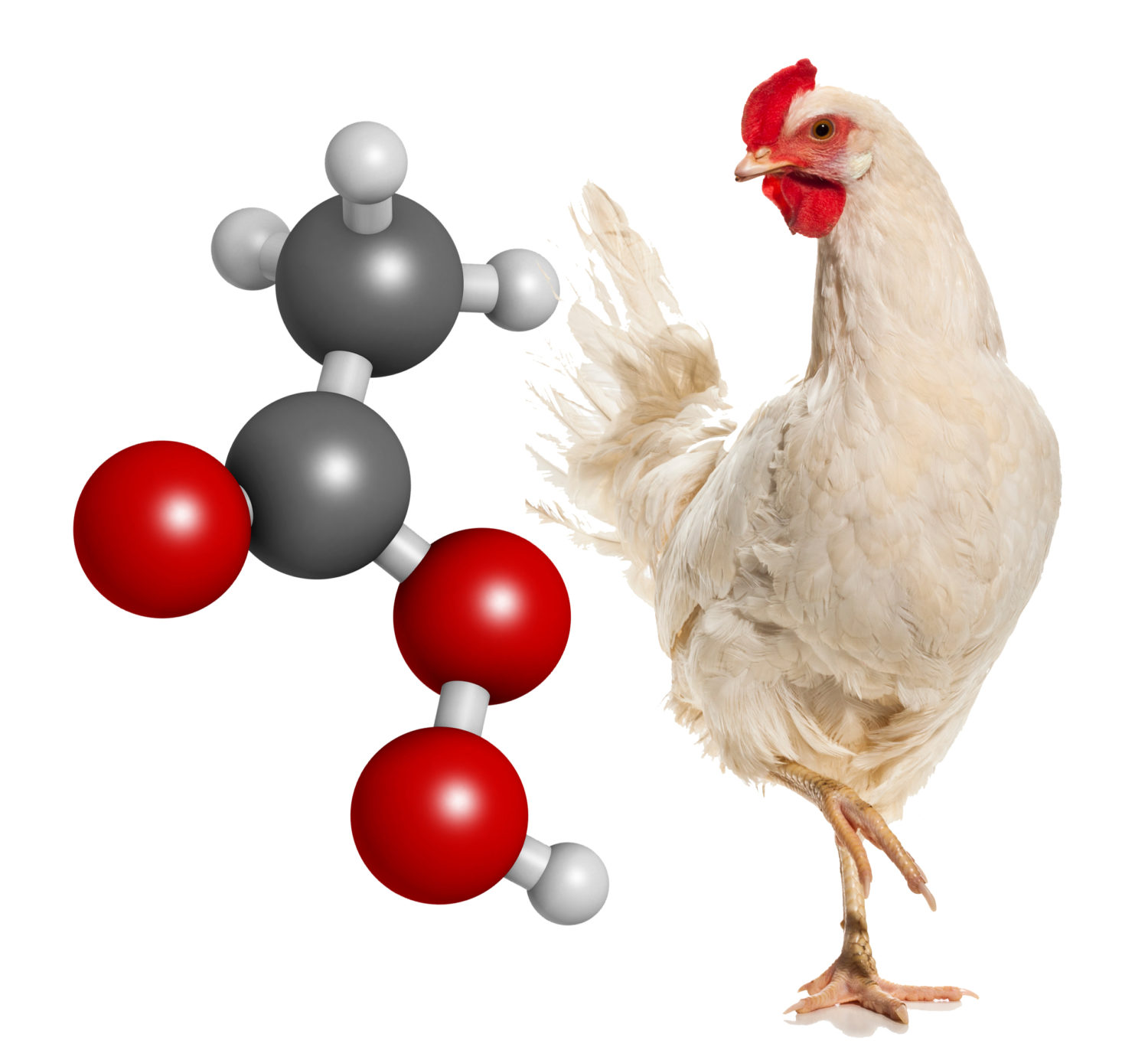 chicken_peraceitic_acid