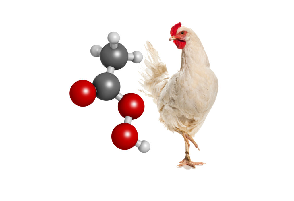 chicken_peraceitic_acid