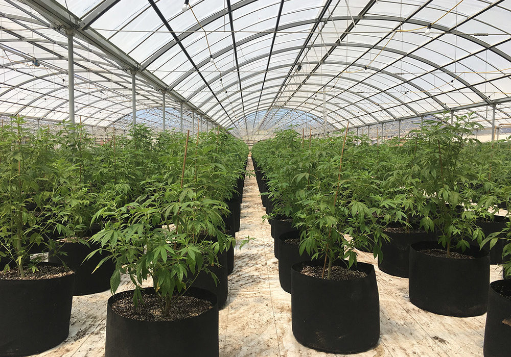 marijuana_greenhouse