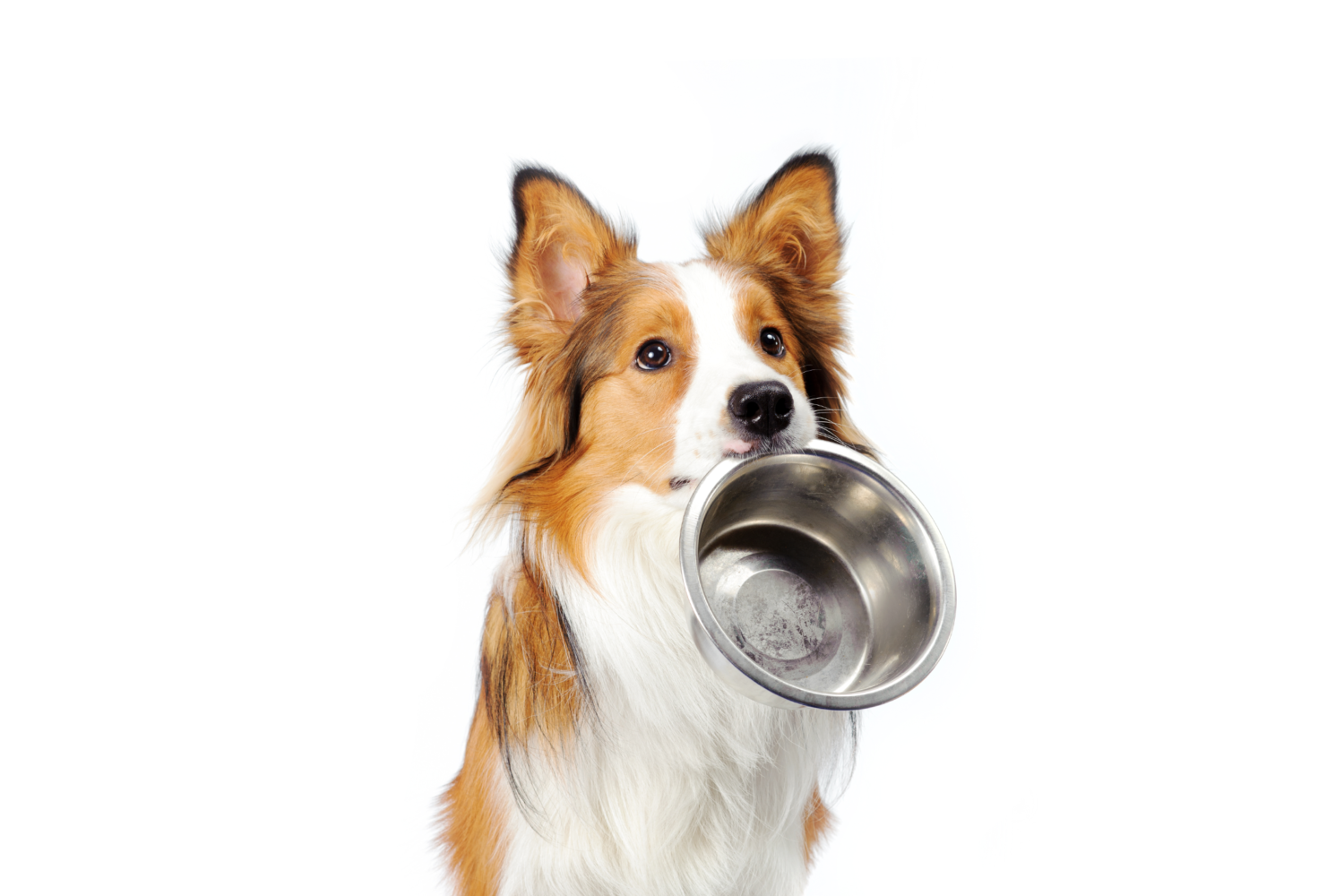 Dog-with-dish